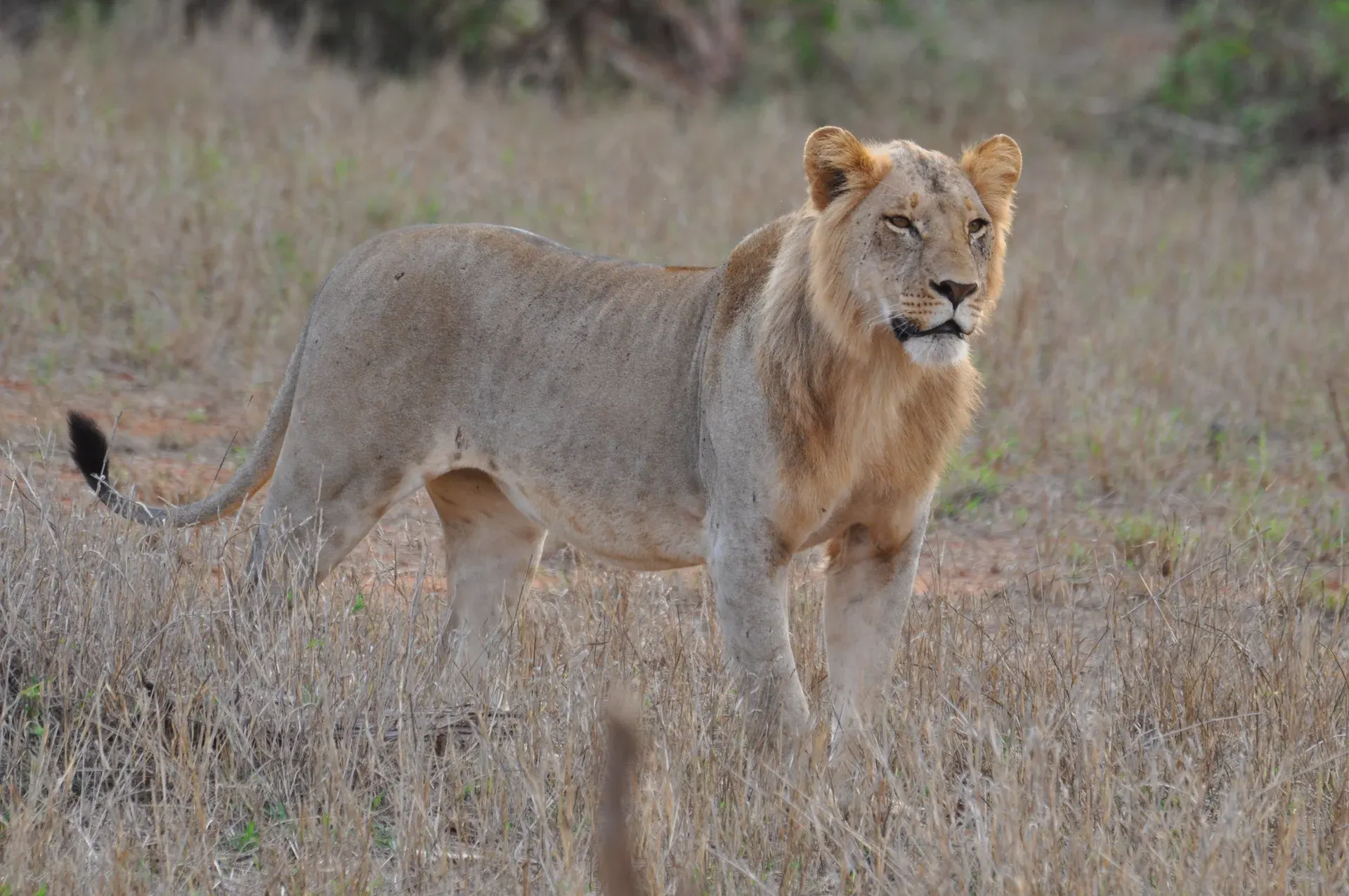 Lion standing in open grassland
